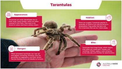 Tarantulas are well-known across the world. Not just because they are widely distributed, but also because they regularly appear on the silver screen. But are tarantulas just as aggressive and deadly as we have been led to believe? 