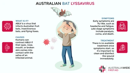 The Australian Bat Lyssavirus (ABLV) forms part of the same family as the rabies virus. ABLV infects all four species of fruit bats and flying foxes in Australia. In humans, ABLV can cause respiratory difficulties, coma and, in most cases, death. 