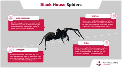 The Black house spider is an unexpected house guest in most Australian homes. Though they are generally timid in nature, and prefer to hang out in their web away from predators, Black house spider bites should not be underestimated. 