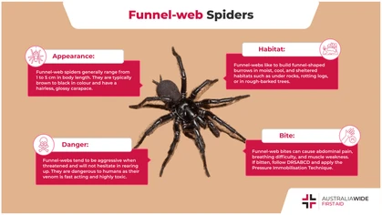 Funnel-web spiders are commonly found along the eastern coast of Australia. They are one of the most dangerous spiders in the world, and have been attributed to numerous human fatalities. So how do you successfully treat a Funnel-web spider bite? Let's take a look. 