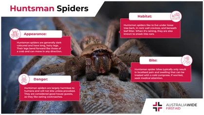 Huntsman spiders can be found in warm regions across the world, including Australia. They are known for long, hairy legs that can propel them in any direction. But are Huntsman spiders just as fearsome as they seem? Let's take a look. 