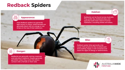 Redback Spiders are found across Australia in warm, sheltered sites. They are known for their distinct red stripe and venomous bite. 