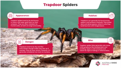 Trapdoor spiders are widely distributed across the world, though the most well-known species can be found in Australia and the United States. They are often confused with Funnel-web spiders. But are they just as dangerous? Let's take a look. 