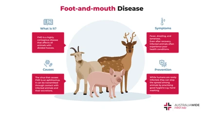 Foot-and-mouth disease (FMD) is a highly contagious animal disease that affects all cloven-hoofed animals. It is often fatal in young animals and can increase their risk of chronic health conditions. While it is very rarely transmitted to humans, it can cause enormous devastation in human populations. 
