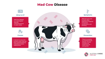 Mad Cow Disease is a fatal disease commonly found in adult cattle. It is caused by the transmission of prions, misfolded proteins, and degenerates the central nervous system. In humans, it can cause personality changes, impaired thinking, and death. 