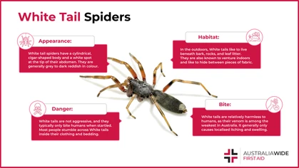 The White tail spider is native to Australia and New Guinea. They are vagrant hunters that prefer to prey at night in and around the family home. Its bite has long been associated with ulcerating lesions, but whether this is true continues to be debated.
