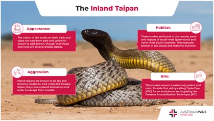 There are two types of Taipans found in Australia: the Inland taipan and the Coastal taipan. Due to their aggressive nature and toxic venom, these snakes are considered some of the most dangerous in the world. 