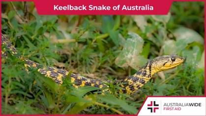 Australia's Keelback snake is strikingly similar to the highly venomous Rough-scaled snake. It is important to be wary of the Keelback snake, as they are commonly encountered near water sources in densely populated areas. 