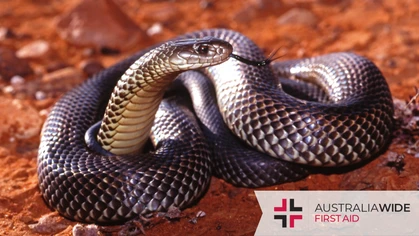 The King brown snake, also known as the Mulga snake, can be found in natural and urban environments throughout Australia. Not only is their venom highly toxic, but it can also be injected in enormous quantities, which makes them one of Australia's deadliest snakes. 