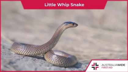 The Little whip snake is found across south-eastern Australia. As well as belonging to the Elapidae family of venomous snakes, they are often mistaken for juvenile Brown snakes. 