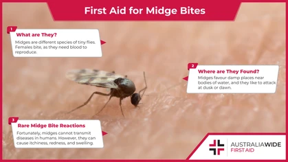 The term midge refers to many difference species of tiny flies. Female midges tend to bite, as they need blood to reproduce. It is important to know first aid for midge bites, as they can result allergic reactions