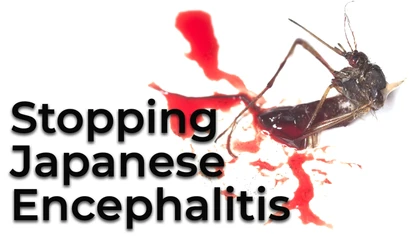 Japanese encephalitis is a viral brain infection, spread via mosquito bites.