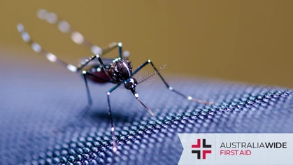 In Adelaide and South Australia, the rain and heat have created the perfect breeding conditions for mosquitoes, leading to an explosion in mosquito borne diseases across the state. In this article, we discuss how to identify, treat, and avoid the most common mosquito borne diseases in Adelaide and South Australia. 