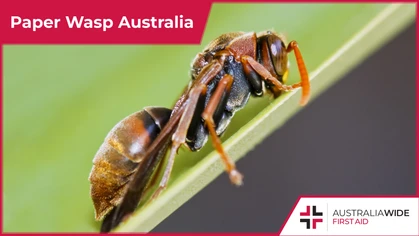 Paper Wasps are widespread throughout Australia.