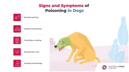 Dogs are incredibly curious creatures, and they often use their mouths to navigate and understand their surrounding locale. This can cause them to ingest poison and experience significant complications like seizures, heart problems, and kidney failure. 