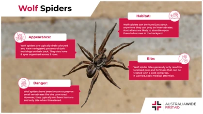 Australian Wolf spiders are most common in suburban backyards, where they use their superb hunting skills to stalk prey. They have also been known to venture indoors to stay warm. 