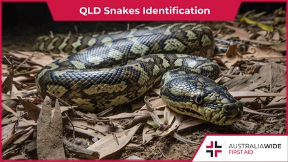 South East Queensland is home to 56 snake species, some of which are the most venomous in Australia. As such, it is important to know what snakes may be present in and around your home and backyard. 