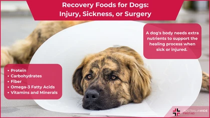Recovery foods for dogs article header