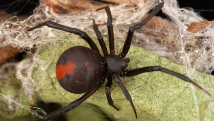 Around 2,000 Redback spider bites are recorded each year. The main symptom is severe and persistent pain.