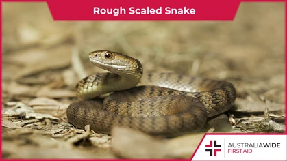 The Rough scaled snake is a highly venomous member of the Elapidae snake family and is located along parts of Australia's eastern coast. They have been responsible for at least one human fatality. 