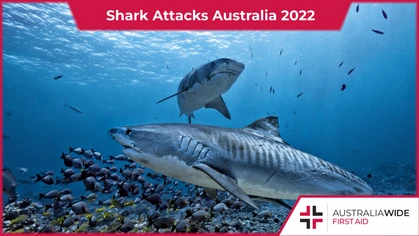 Home to some of the world's most dangerous shark species, Australia is one of the deadliest countries when it comes to human/shark incidents. In this article, we explore the number and outcome of shark/human incidents that occurred in Australia in 2022, to date. 