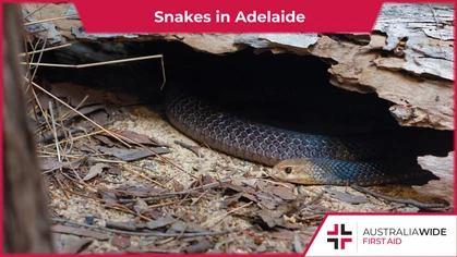 Adelaide comprises a wide range of bushland, rural, and semi-rural environments. As such, it is home to a variety of native wildlife, including venomous snakes. Some of the most commonly encountered snakes in Adelaide are highly dangerous to humans. 