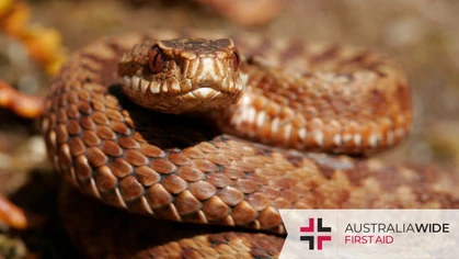 Darwin and the wider Top End region of the Northern Territory is home to over 40 native snake species. It this article, we help you decrease your risk of a snake bite by uncovering the main identifying characteristics of seven of Darwin's most common snake species. 