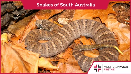 Several venomous snake species can be found in residential areas throughout South Australia. While these snakes will never go out of their way to attack you, their venom can cause dangerous symptoms ranging from bleeding and nausea to irregular heart beat and death. 