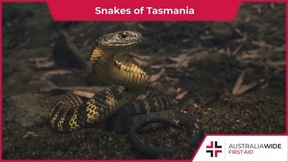 Tasmania is home to three species of snake: the Tiger snake, the Lowland copperhead snake, and the White lipped snake. These three snake species are all cold adapted and have highly neurotoxic venom. 