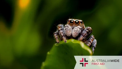 Australia is home to approximately 10,000 spider species. In this downloadable chart, we outline how to treat bites from ten of Australia's most common spiders. Some of these spiders inflict only mild bites, while others contain venom that is highly potent and toxic to humans. 