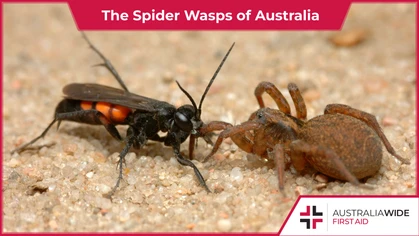 Spider wasps are native to Australia. They are renowned for a painful sting that they use to paralyse and parasite large spiders. Though they are generally non-aggressive, humans are not immune to their powerful venom. 