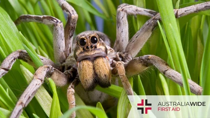 Many homes in Brisbane are full of a variety of different spiders, and a bite from some of them could be life-threatening. This article will help you identify five of the most common spider species in Brisbane, learn how to treat their bites, and coexist peacefully.