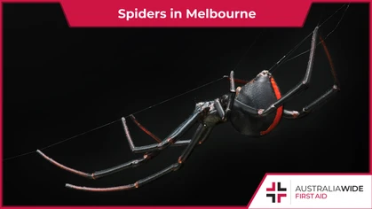 During the warmer months of spring and summer, Melbourne homes are often inundated with several spider species on the hunt for food and mates. These spiders can cause bites ranging from the negligible to the extremely painful. 