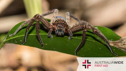 Perth is home to a variety of spider species ranging from the virtually harmless to the outright deadly. After reading this article, you will know what these spiders look like, where they hide, and how to treat their bites. 