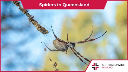 South East Queensland is home to a variety of spider species ranging from the harmless to life-threatening. Continue reading for more information on how to identify and treat bites from some of Queensland's most common spiders. 