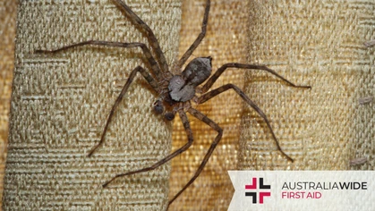 Despite its cooler climate, Tasmania is home to a variety of spider species ranging from the virtually harmless to the potentially deadly. In this article, we help you learn how to identify and treat bites from some of Tasmania's most common spider species. 