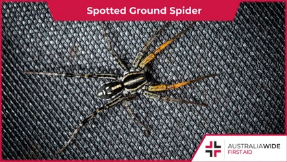 The Spotted ground spider is widely distributed across Australia and commonly observed in households. Their legs can range from a speckled appearance to a vibrant orange colour. 