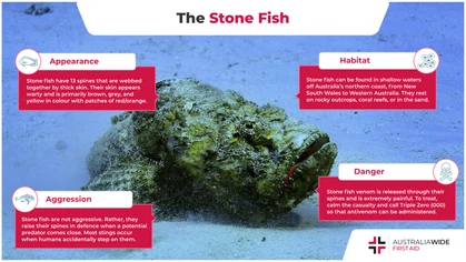 The sting from a stone fish is excruciating and can be lethal. Prompt and appropriate first aid may reduce the severity of the injury.