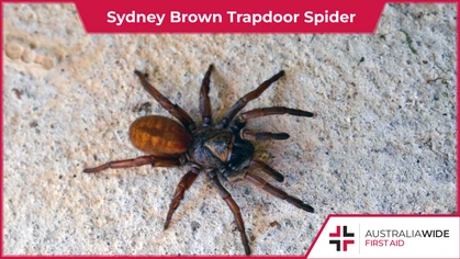The Sydney Brown Trapdoor Spider loves being out and active during the hot summer. They are eerily similar to the deadly Funnel-web. In this article, we will give you the know-how to spot the differences between them. 