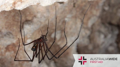 The Tasmanian cave spider is a fascinating arachnid that is endemic and exclusive to the island of Tasmania. They live in dark, moist environments throughout the island, especially caves. Despite their small body size, their legs can span a whopping 18 centimetres. (Photo credit: Tasmania Parks and Wildlife Service)