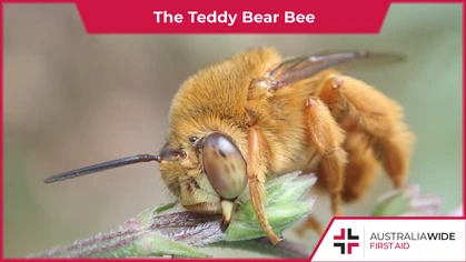 A golden-brown Teddy Bear Bee sitting on a plant stalk