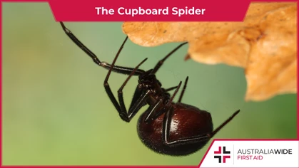 The Cupboard spider is a common guest in and around Australian houses. They are often mistaken for Redback spiders, as both are of similar shape and size. Though the Cupboard spider is not as deadly as the Redback, their bites can still cause several symptoms. 
