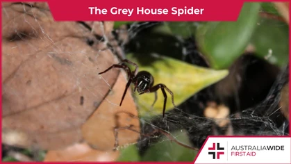 Though Grey house spiders can live in a variety of habitats, they prefer to build their tangled, ladder-like webs in and around houses on the eastern side of Australia. Like most House spiders, their bites can cause moderate to severe local symptoms. 