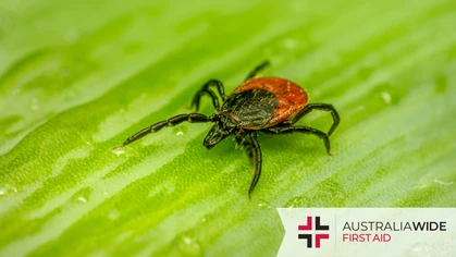 Ticks are ectoparasites that feed on the blood of humans and animals. Tick saliva contains toxins to which pets are particularly susceptible and can develop symptoms ranging from anaemia and skin irritation to paralysis and death. 