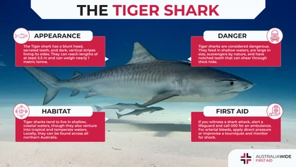 Tiger sharks are widely renowned for striped colourations on their sides. They also happen to be one of the largest sharks in the world and have notched teeth designed for maximum damage. 