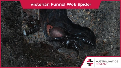 The Victorian Funnel Web Spider can be encountered on the outskirts of the Dandenong ranges. They are closely related to the Sydney Funnel Web Spider, Australia's deadliest arachnid. 