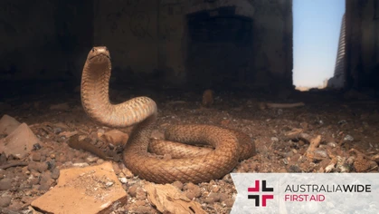Though it's lesser known than its Eastern counterpart, the Western Brown Snake is highly dangerous to humans. Not only does it inhabit a wide variety of environments, but it is also nervous, fast-moving, and has potent venom that attacks the nervous system. 