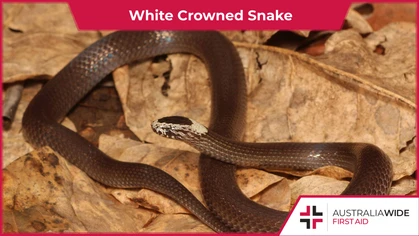 The White crowned snake is abundant throughout parts of Australia's eastern coast. Continue reading for more information about their identifying characteristics, preferred habitat, and level of toxicity. 