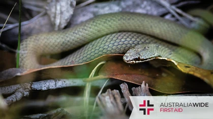 The White lipped snake is one of only three snake species found in Tasmania. They can thrive in cold environments due to their small size and dark colouration. They also happen to be a venomous member of the Elapidae family of snakes, of which the Eastern brown is also a member. 