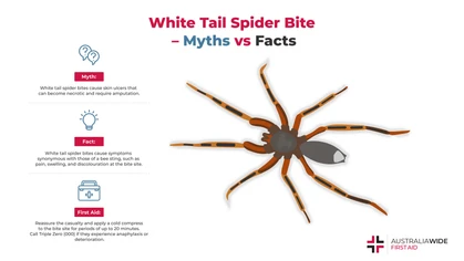 White tail spiders are common in Australian households, as they enjoy hiding between pieces of fabric and in cool, tiled areas. White tail spider bites have long been associated with extreme inflammation and skin loss. 